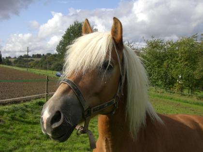 RB für haflinger