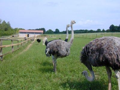 Meierhof Für Straussen zu verkaufen in Ungarn