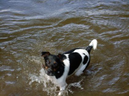 Parson Jack Russell Terrier Rüde steht zum Decken bereit