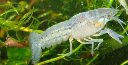 Blauer Floridakrebs - Procambarus alleni