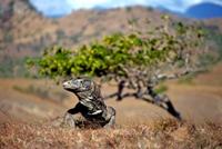 Flores komodo indonesien