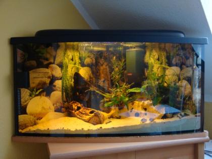 200l Eck Panorama Aquarium( Komplett)