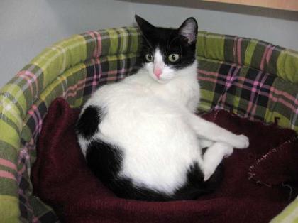 Liebe Katze Frankie sucht ein Zuhause!