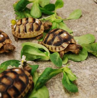 Griechische Landschildkröten