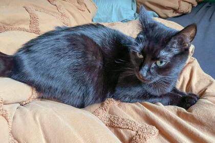 POLLY und EMI - europäische Kurzhaarkatze - 10 Jahre - Tierhilfe-Franken e.V.