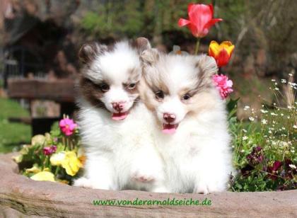 Großspitzwelpen merle lilac gescheckt, 