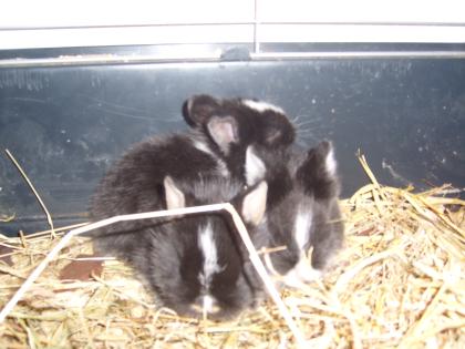 3 süße junge Löwenkopfkaninchen suchen ein neues Zuhause