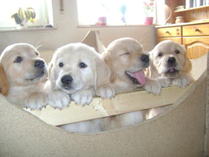 Wunderschöne Golden Retriever Welpen mit Stambaum