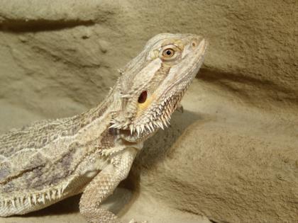 Biete 0.1 Pogona vitticeps adult, Bartagamenweibchen - [PLZ44] Dortmund