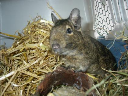 4 Degus mit Käfig zu verschenken 3w / 1m