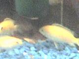 Malawi-Barsch Labidochromis yellow