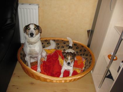 Notfall Jack Russel Mischling abzugeben