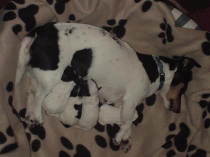 Reinrassige Jack Russel Welpen 5Wochen alt (Ohne Papiere)