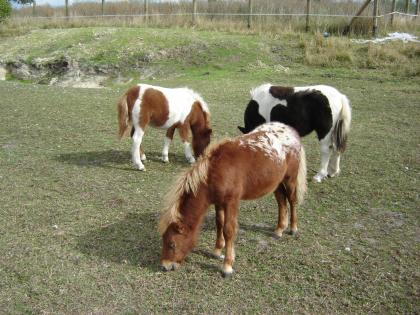 Verkaufen Shetlandponys