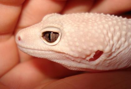 Suche Leopardgeckos (Farbformen)