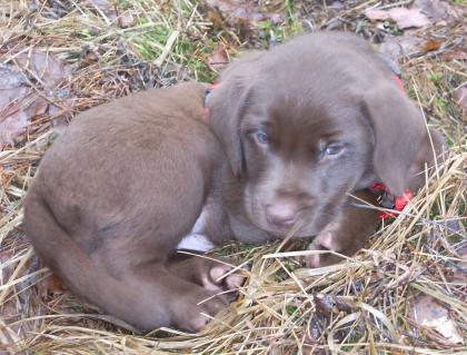 Bildschöne Braune Labrador-Welpen für 550,-- € zu verkaufen 