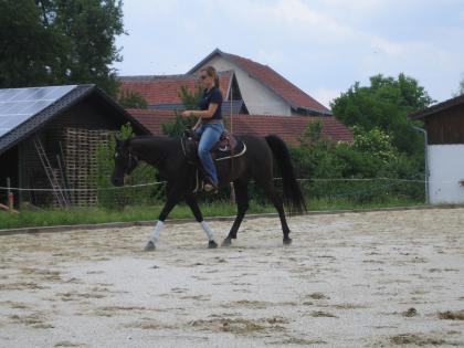 Sehr gut western gerittener Vollblut Araber sucht Reitbeteiligung im Raum Passau