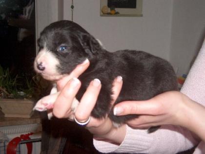 Australian Shepherd und Border Collie Mix Welpen