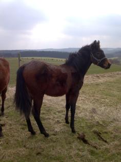 Quarter horse Jährlingshengst