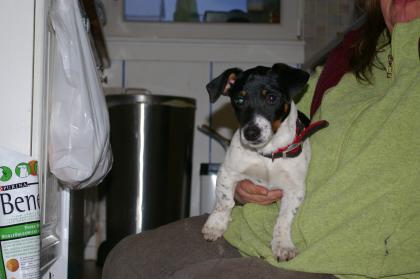 Schwarz-weißer Jack Russell Terrier 5 Monate alt sucht liebevolles Heim