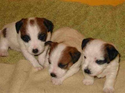 Niedliche Jack Russell Welpen