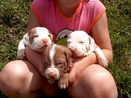 Gesunde pitbullWelpen zu verkaufen