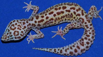 Suche 2 weibliche Leopardengeckos!!!