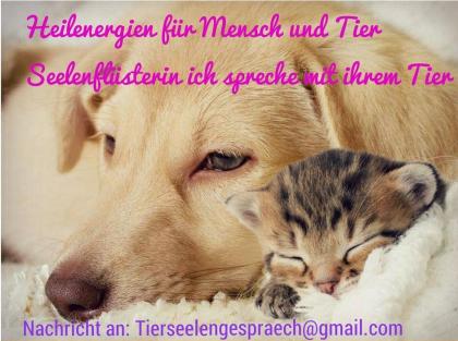 Tierkommunikation ich spreche mit ihrem Tier