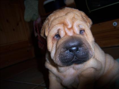 Shar Pei Welpen