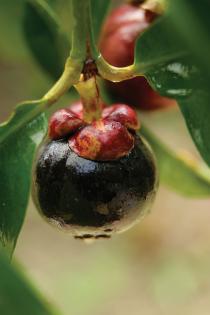 Mangostan Gesundheit