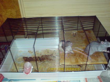 2Ratten;Weibchen