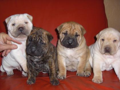 Shar pei mix pitbull super wurf