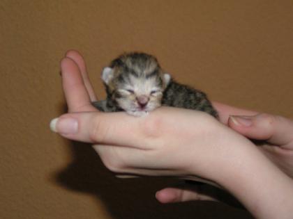 Silvertabby  BKH  spotted Kitten