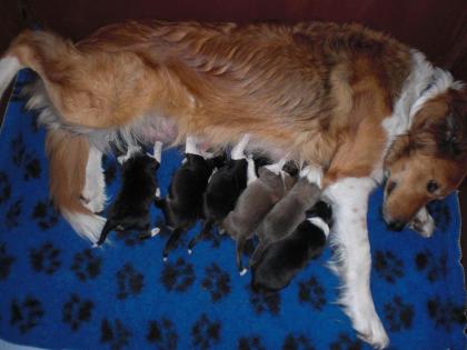 Border collie Welpen Ende Mai abzugeben