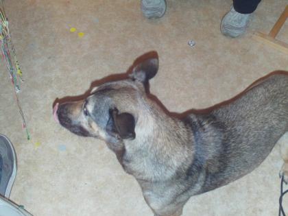 Belgischer Schäferhund Mix