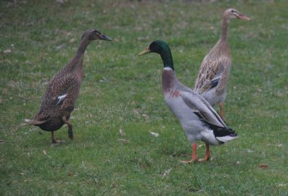 3 junge gesunde indische Laufenten aus Naturbrut (1 Erpel + 2 Enten) zu verkaufe