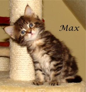 Maine Coon Babys