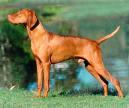  mayar vizsla  jagdhund aus ungarn