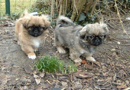 Verkaufe knuddelige Pekinese Welpen an liebevolle Familien