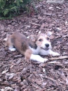 DRINGEND!!! Jack Russel Terrier abzugeben!