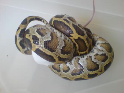 Dunkler Tigerpython Baby Bock 