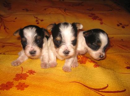 Biewer-Yorkie Welpen (3 Rüden / klein bleibend!)