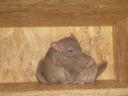 Chinchilla Nachwuchs sucht Liebevolles zuhaus!!