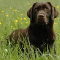 Biete liebevolle, familiäre Hundebetreuung