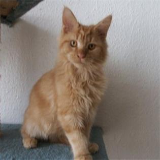 Rotes Maine Coon baby aus seriöser privater Hobbyzucht