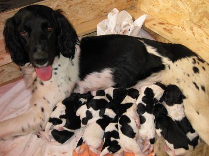 Grosser Münsterländer - Kleiner Münsterländer Mix Welpen