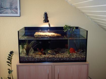 Aquarium 95 x 55 x 46 mit Lochplatte und Pumpe   