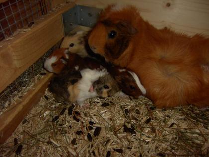 Meerschweinchenbabys zu verkaufen !!