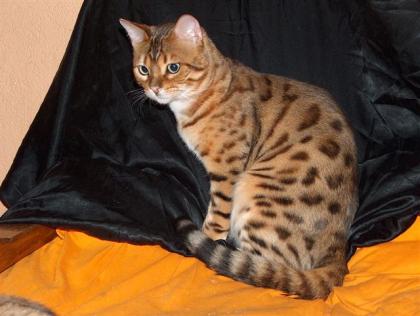 Bengal Kater Reinrassig