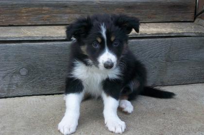 3 Border COllie Welpen abzugeben